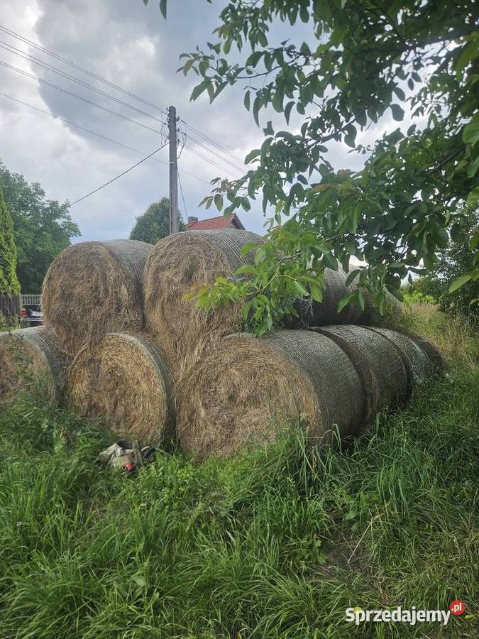 Siano 25 zeszłoroczne śląskie Ożarowice