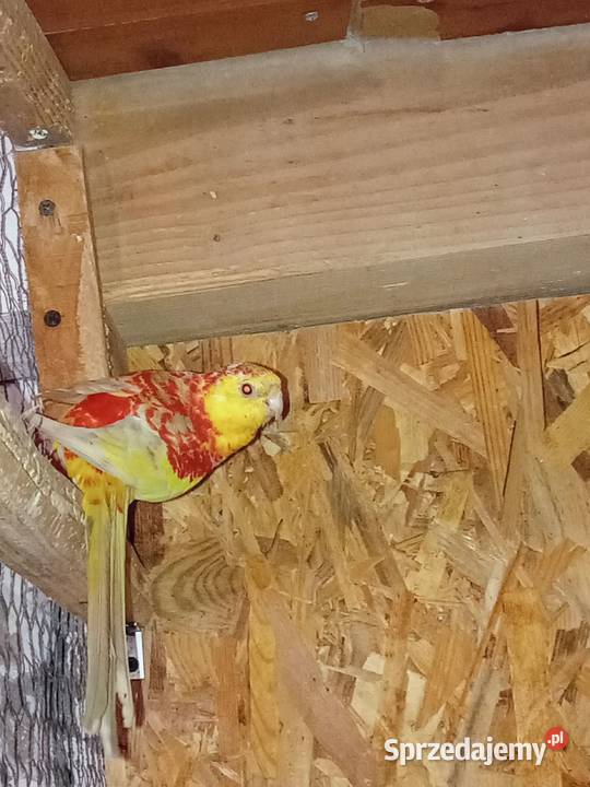 Samiec świergotki seledynowej 2025r Sędziszów Małopolski