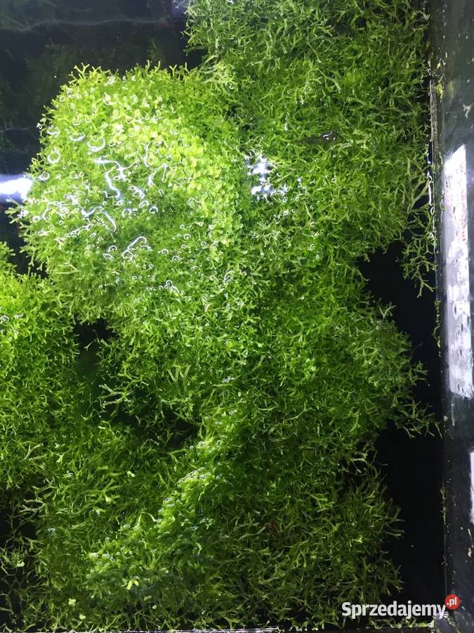 Mech Java moss Gorzów Wielkopolski