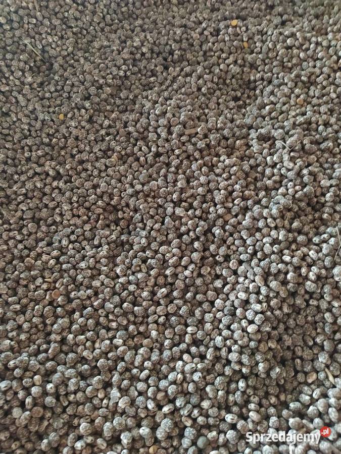 Łubin wąskolistny gorzki niebieski KARO Husinka