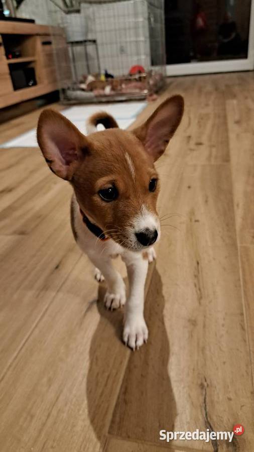 Basenji szczenię pomorskie Słupsk