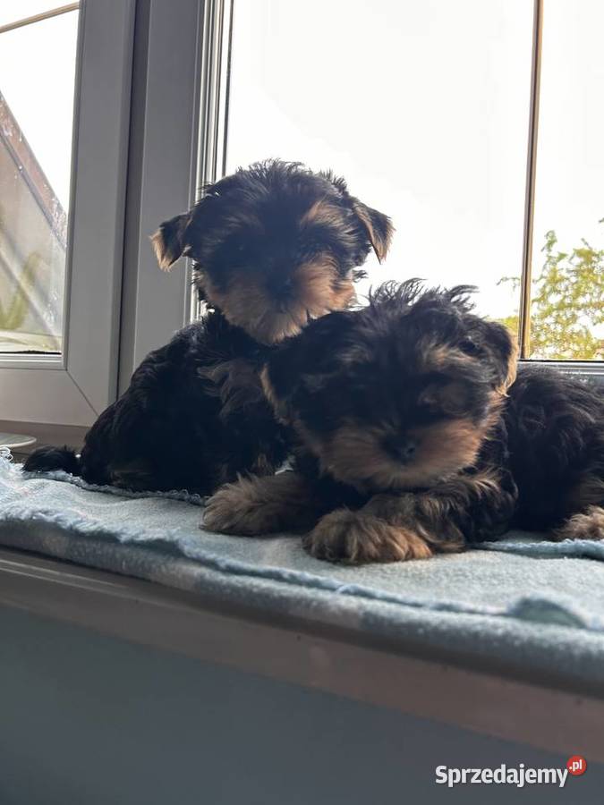 Yorkshire Terrier Dąbrowa Górnicza