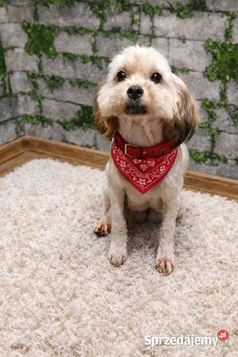 Cavapoo szczenięta opolskie Krapkowice