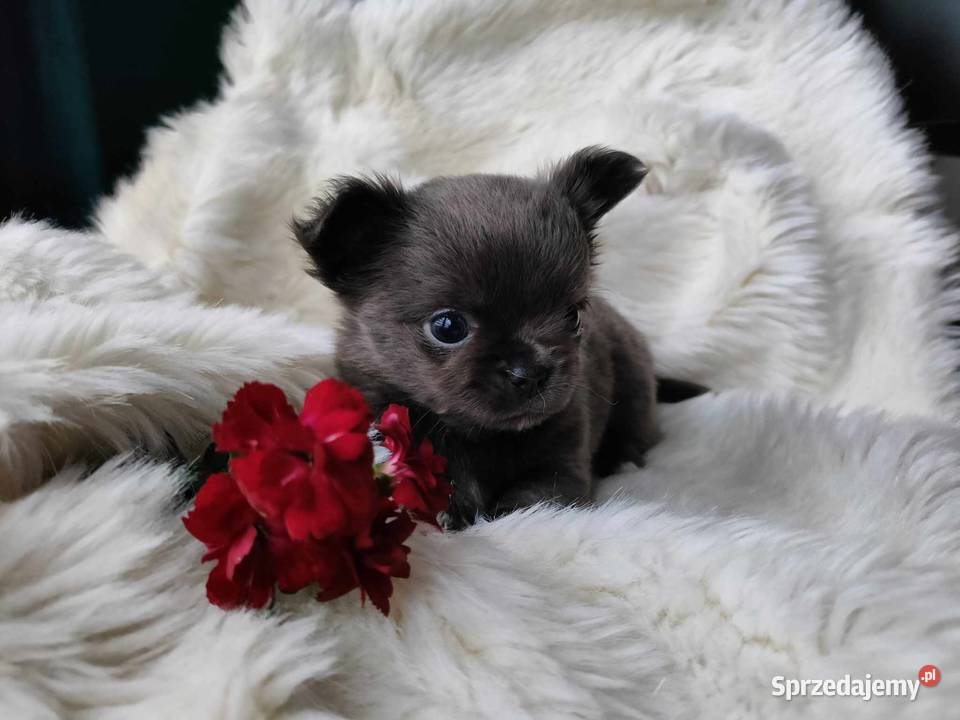 CHIHUAHUA PRZEPIĘKNA SUNIA KOLOR NIEBIESKI BLUE