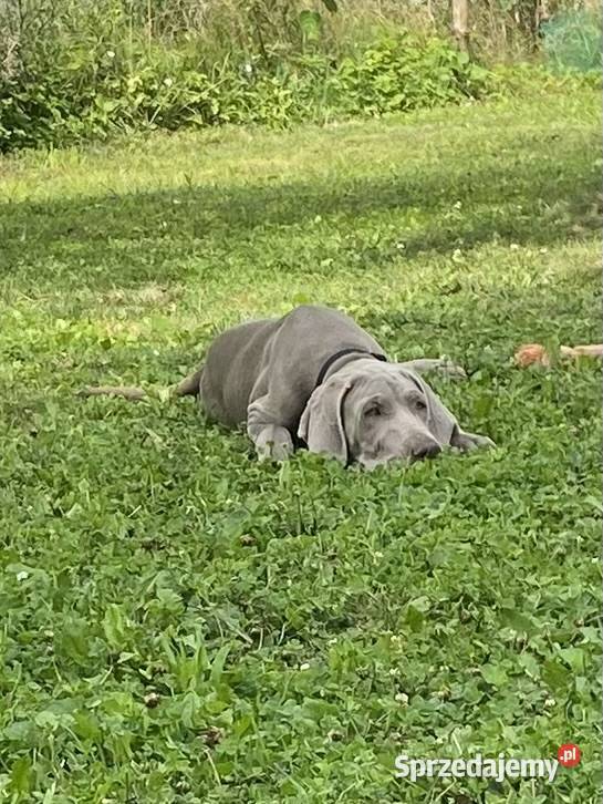 Szczeniak Wyżeł weimarski pies małopolskie Kraków