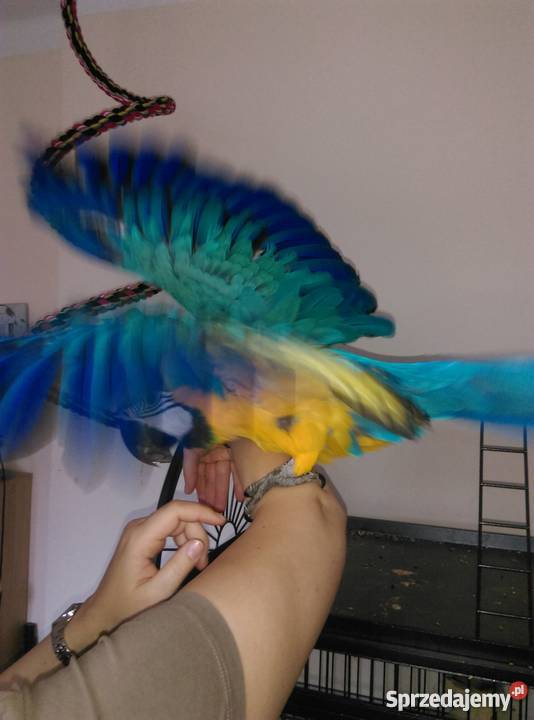 Ara Ararauna ręcznie karmiony samiec z klatką i