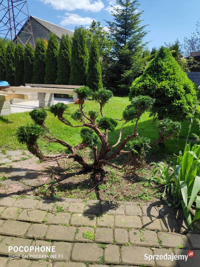 Przycinanie bonsai ciecie strych krzewów pod Chęciny sprzedam
