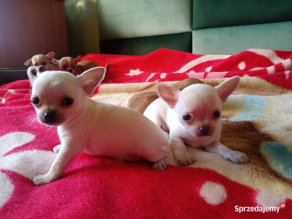 Chihuahua suczka biała i bezowa Jasienica Dolna