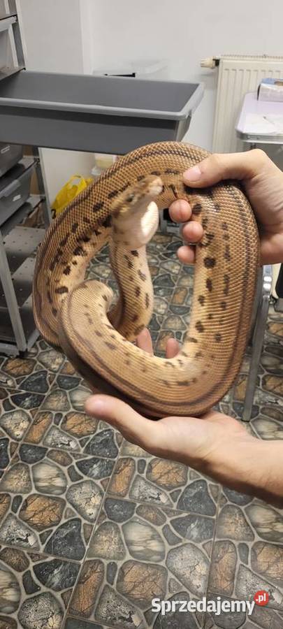 Sprzedam regiusa pastel leopard clown łódzkie Chechło Drugie