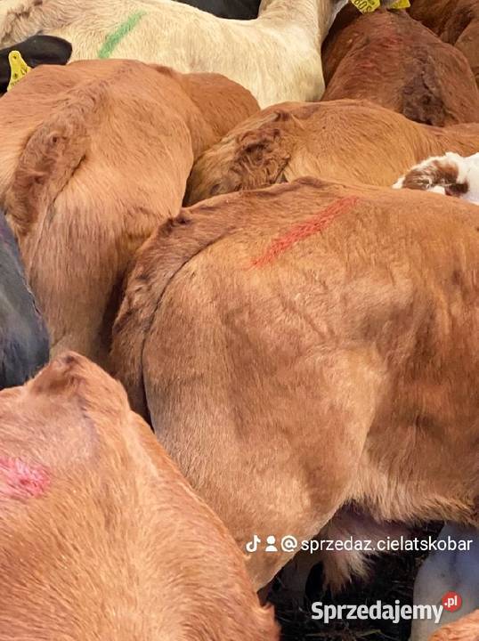 Sprzedaż cieląt mięsnych Płock
