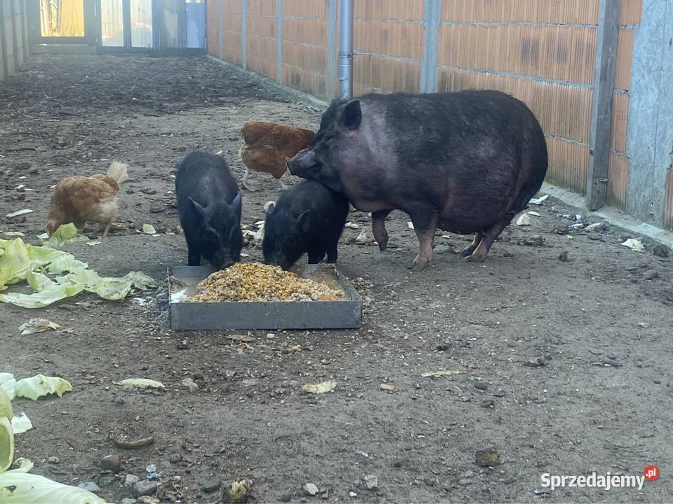 Świnki Wietnamskie półroczne knurki BEZ wielkopolskie Środa Wielkopolska