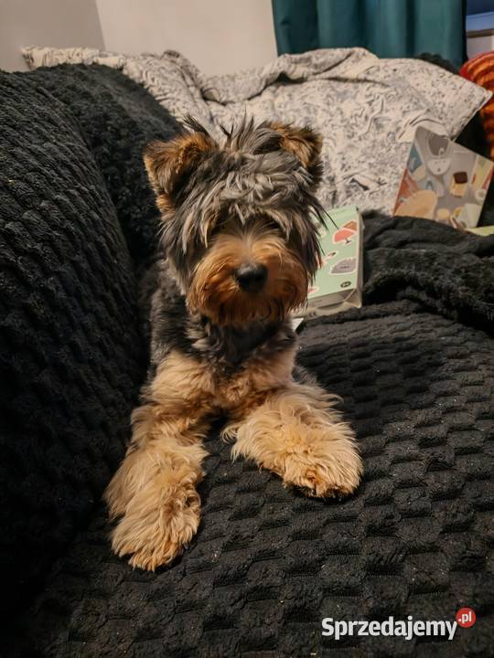 Oddam suczke mazowieckie Wólka-Przekory