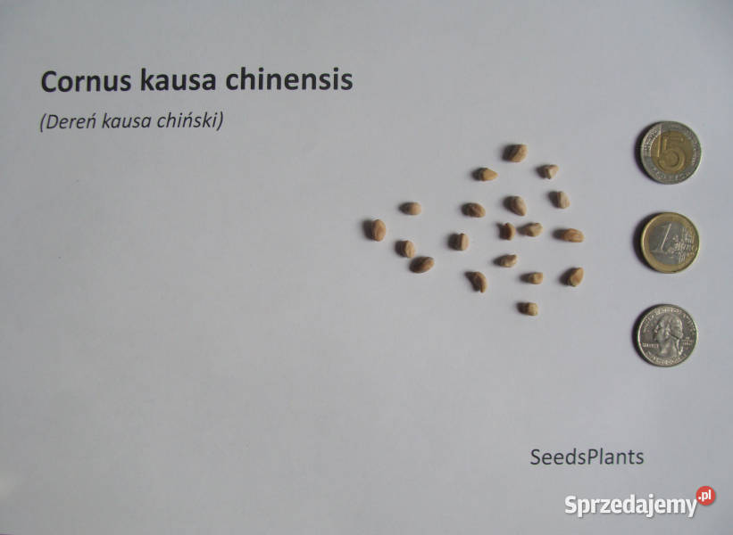 DEREŃ KAUSA CHINSKI Cornus kausa chinensis Lubanie