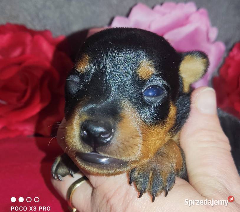 Szczenięta Pinczer Miniaturowy ZKWP fci Pozostałe Łochów