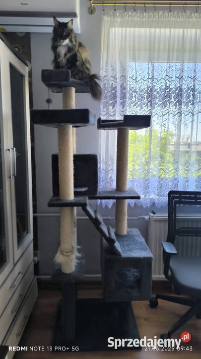 Maine coon kotka drapak kuweta klatka Wieszowa sprzedam