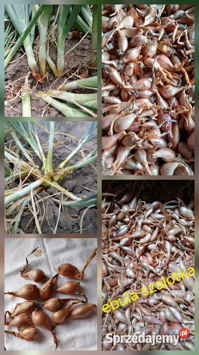 Cebula szalotka sprzedam