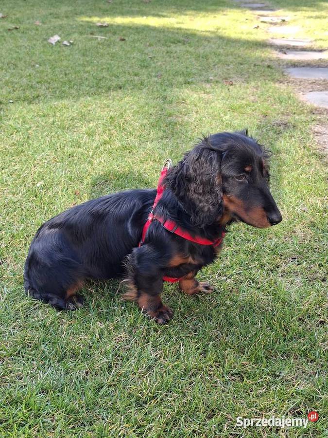 Jamnik długowłosy suczka 55 miesiąc