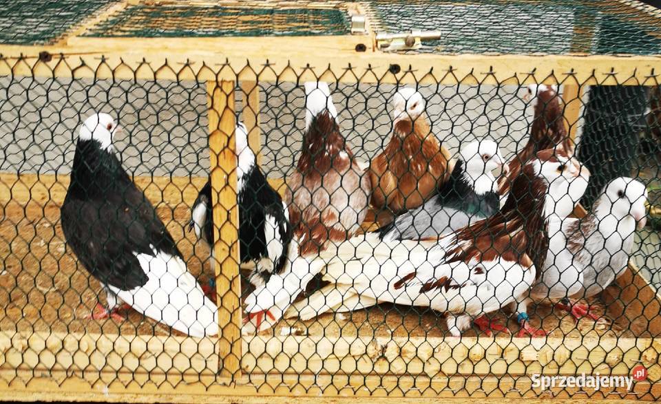 Wysyłka 16sztuk Rollery Angielskie Roller Samiec Jarosław