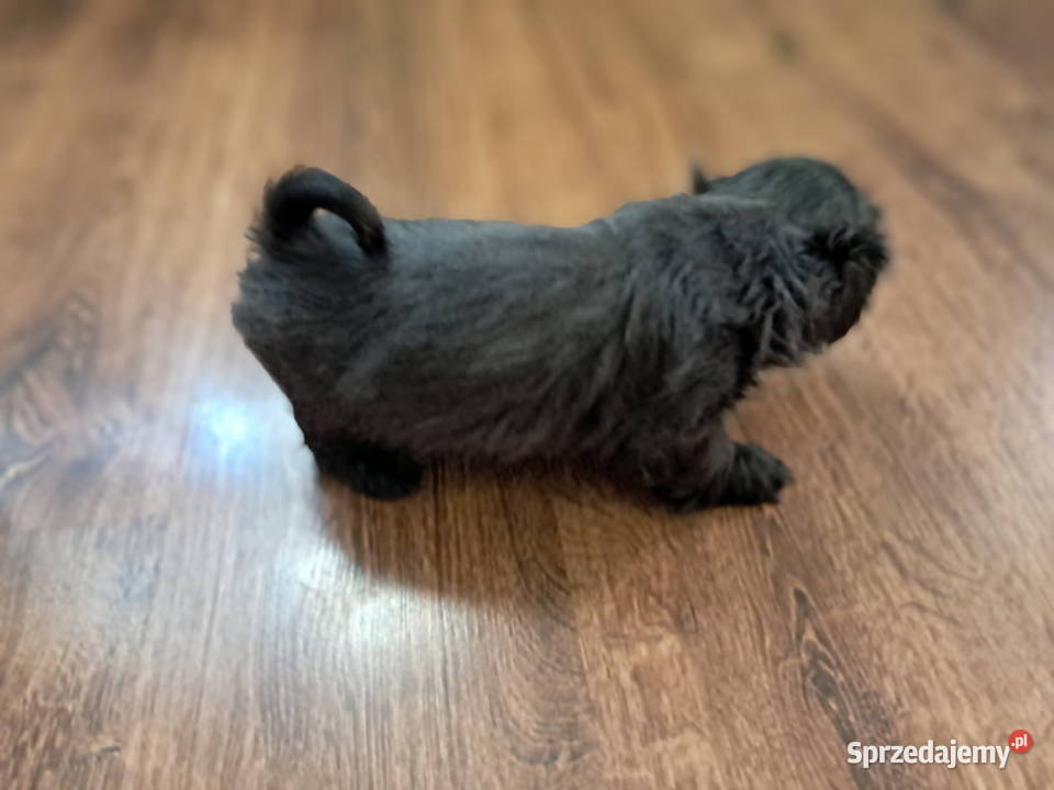 Sprzedam ShihTzu Gołańcz