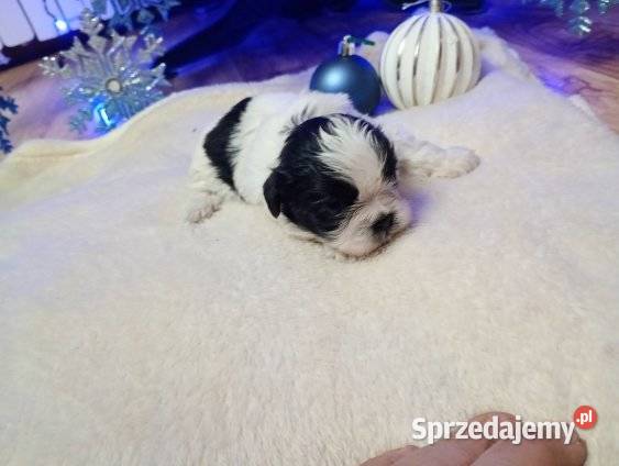 Szczeniaki Shih Tzu Gostynin