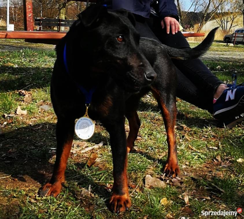 Niemiecki Terier Myśliwski Jagdterrier FCI Bolesławiec sprzedam