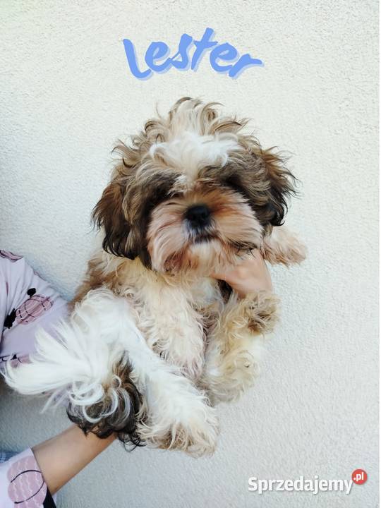 Szczenięta Shih Tzu Tricolor