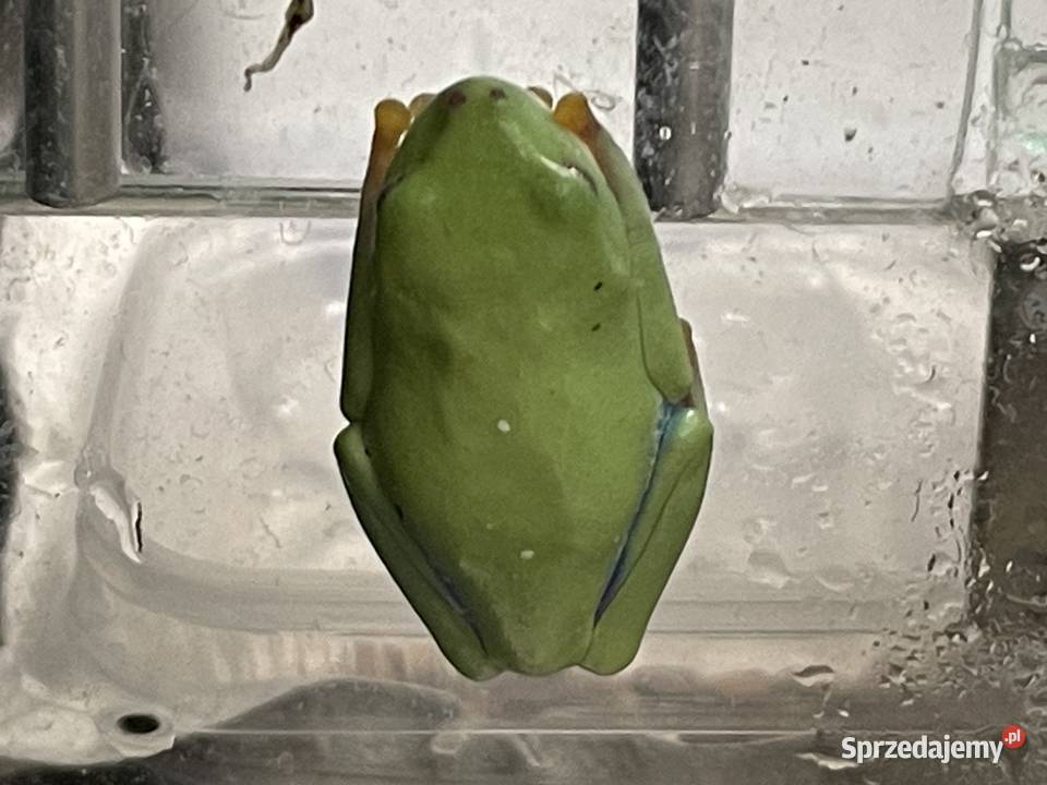 chwytnica czerwonooka Agalychnis callidryas w Gliwice