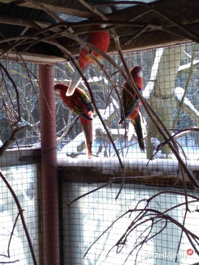 Papugi  Rozelle  białolice