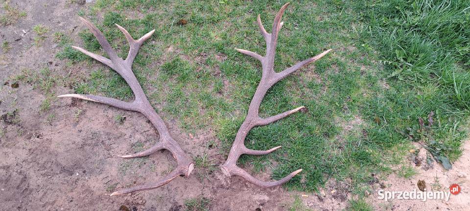 Poroże jelenia