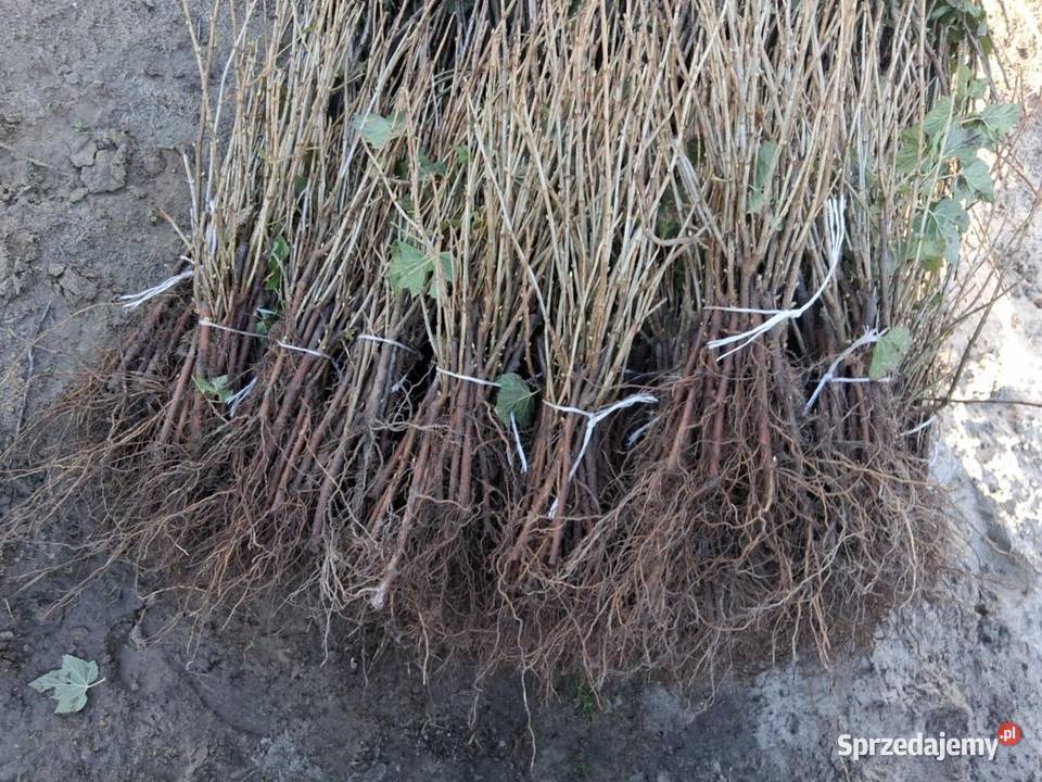 Porzeczka czarna czerwona lubelskie Puławy