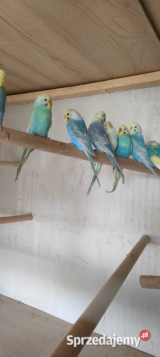 Sprzedam nimfy i faliste Mielec