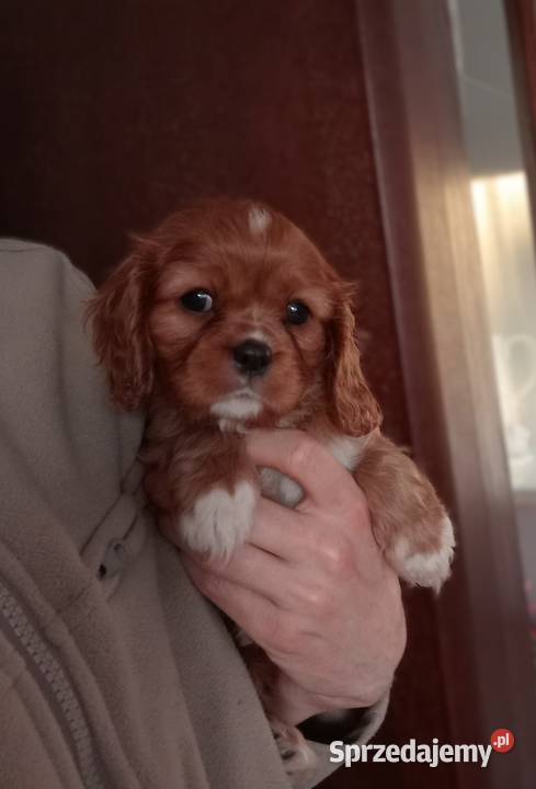 Cavalier King Charles Spaniel suczka Ruby 2026 Częstochowa