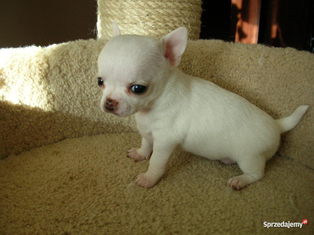 biały pies łat na imię ma o Psy opolskie Brzeg