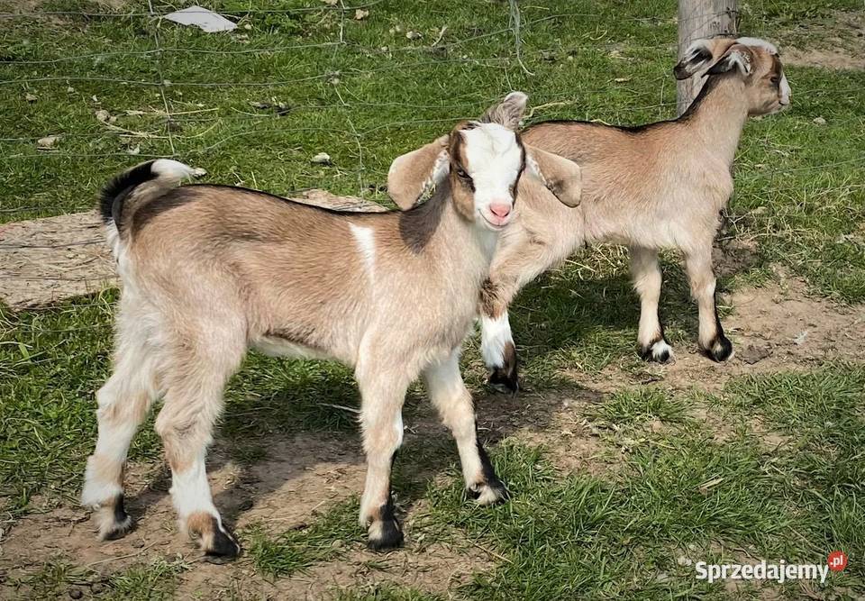Koza mleczna z dwójką koźląt koźle Giżycko