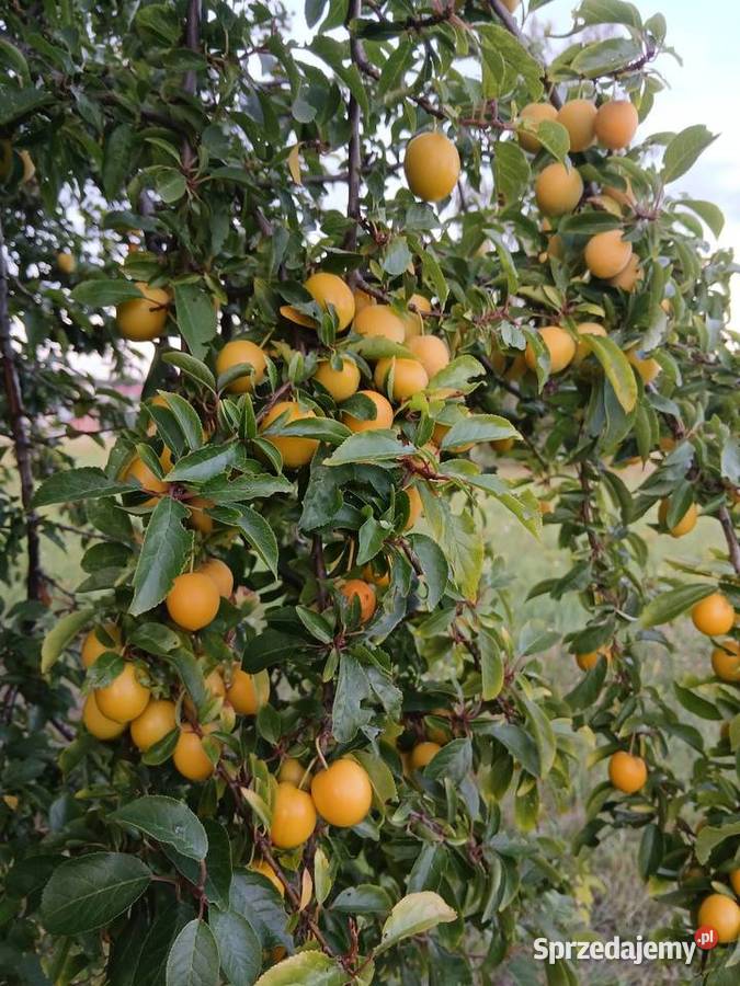 Mirabelki Czarnocin