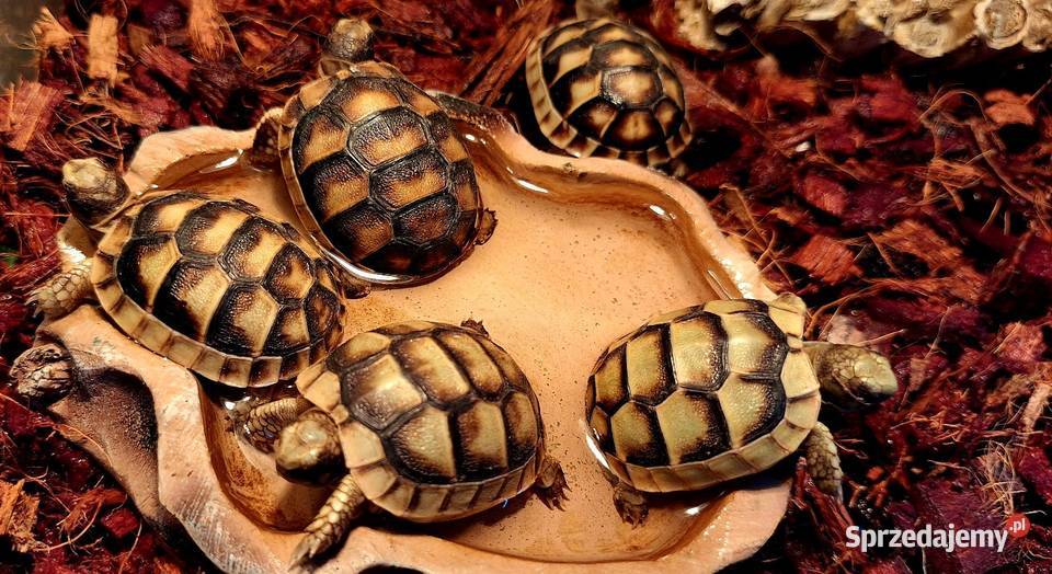 Żółw lądowy obrzeżony