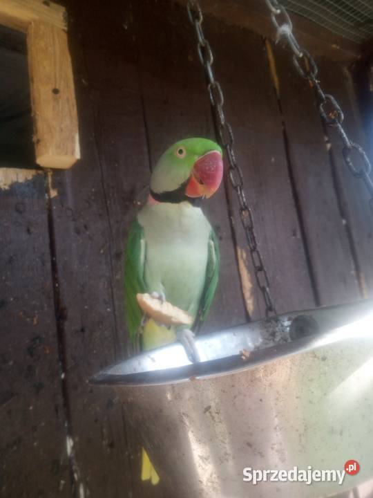 Aleksandretty większe 3 Józefin sprzedam