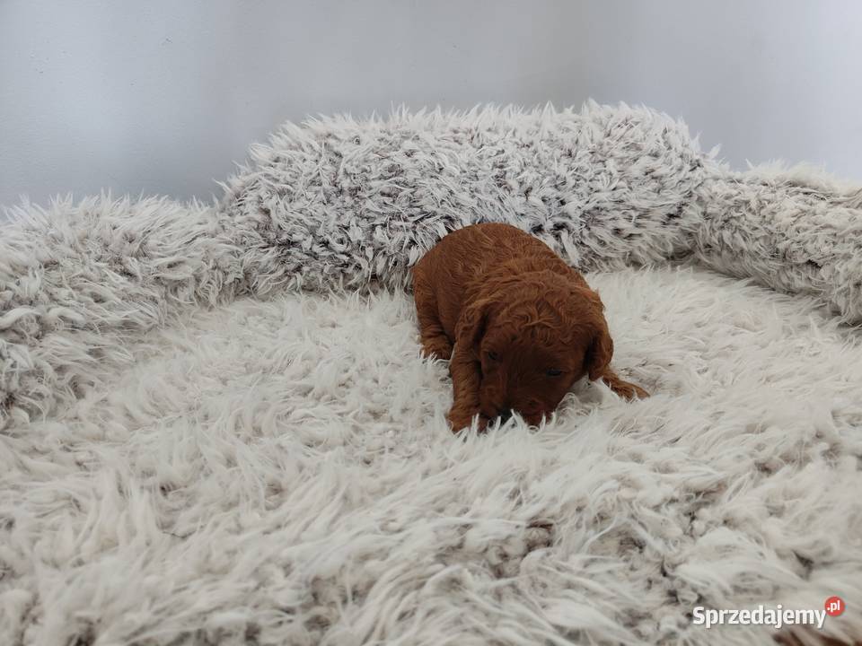 Suczki Pudel Toy do rezerwacji rodzice z wielkopolskie Koninko
