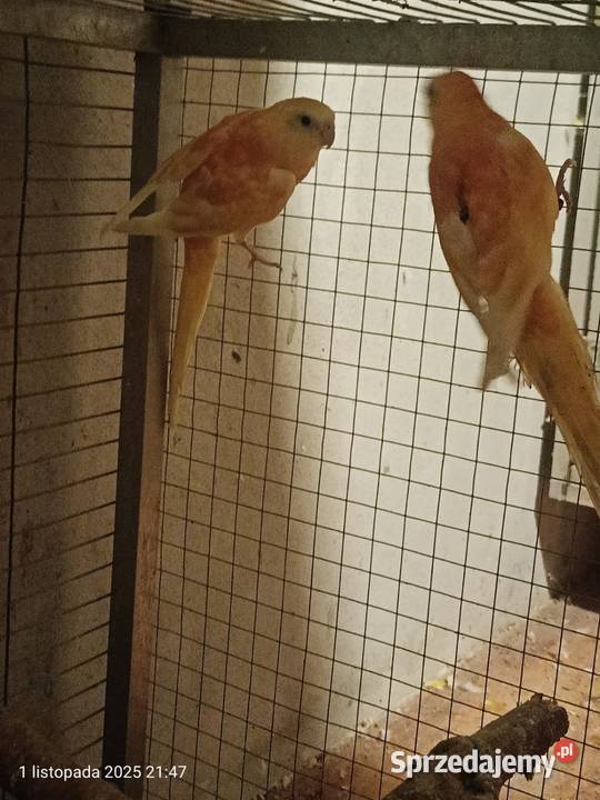 Pary łęgowe papug Rybnik