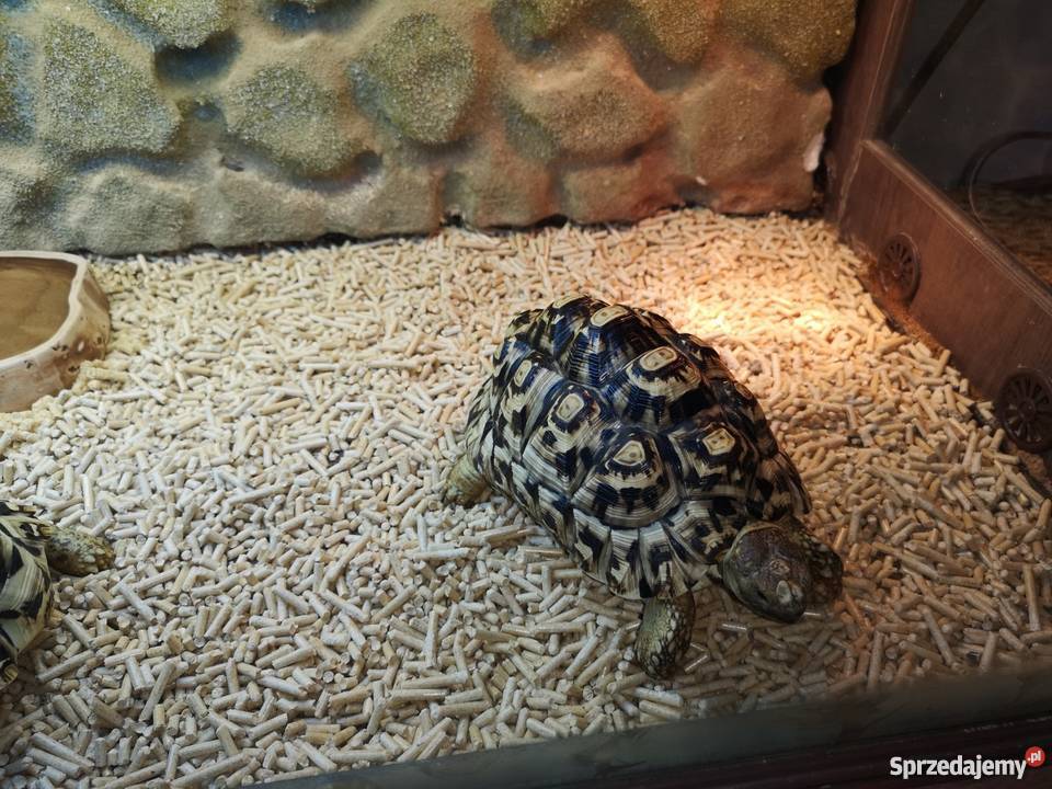 Żółwie Lamparcie 2 Terrarium Milejów