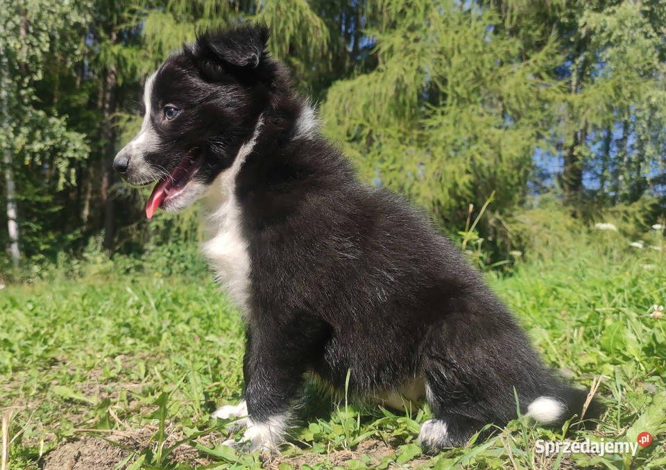 Rasowa i radosna suczka BORDER COLLIE pełną dok Pozostałe Iwonicz