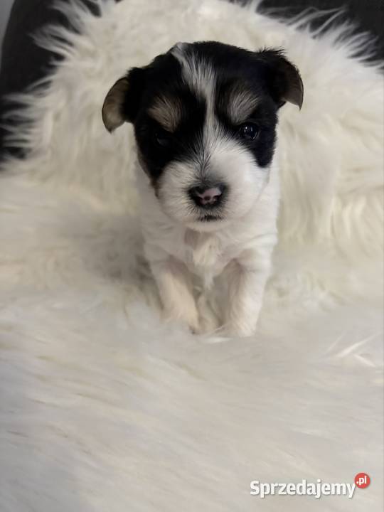 Do Rezerwacji Marshall Yorkshire Terier Biewer