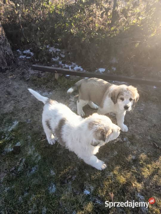 śliczne owczarki środkowoazjatyckie łódzkie Czarnożyły sprzedam