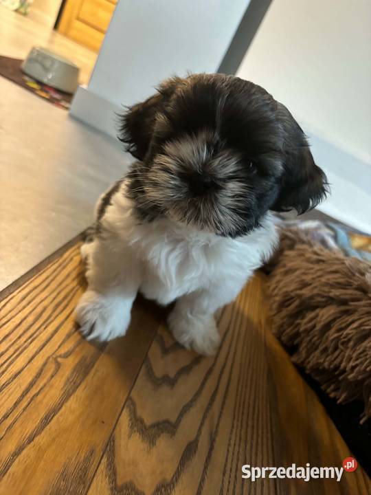 Pięciopokoleniowe Shih Tzu Dłutów