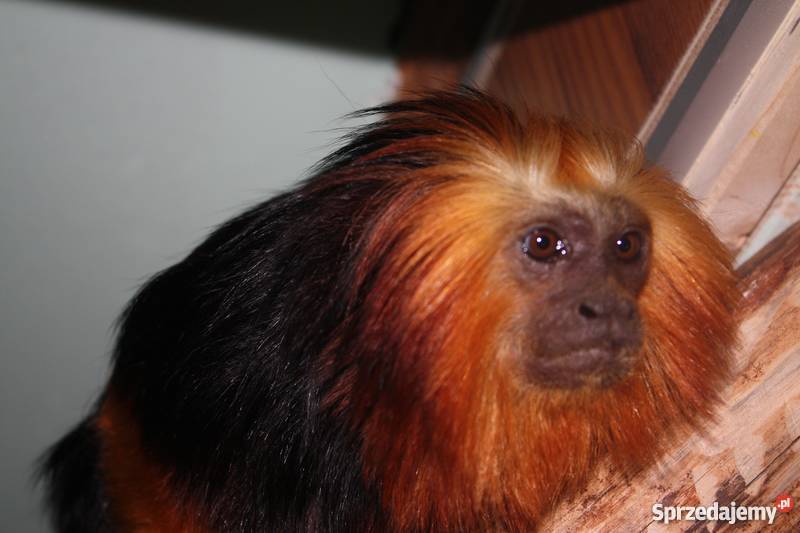 Sprzedam lwiatka złotogłowa wielkopolskie Rawicz sprzedam