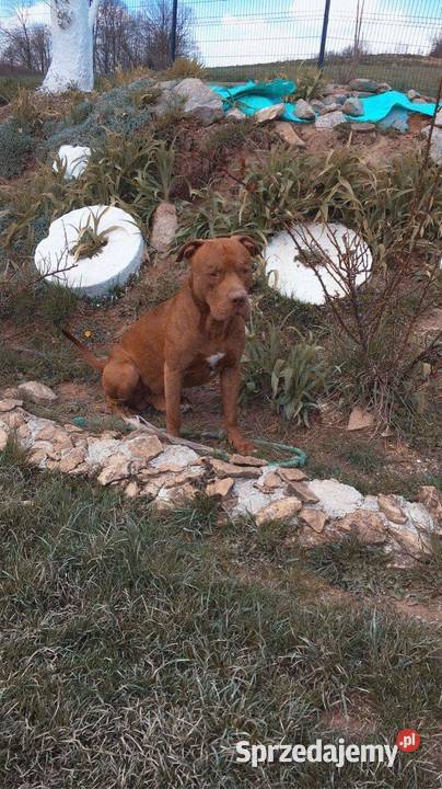 Sprzedam szczeniaki rasy American Pit Bull Pit Bull Binarowa