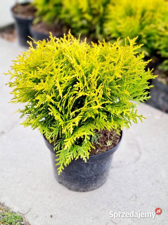 Thuja Brabant 180200 PRODUCENT Dom i Ogród łódzkie Rydzyny