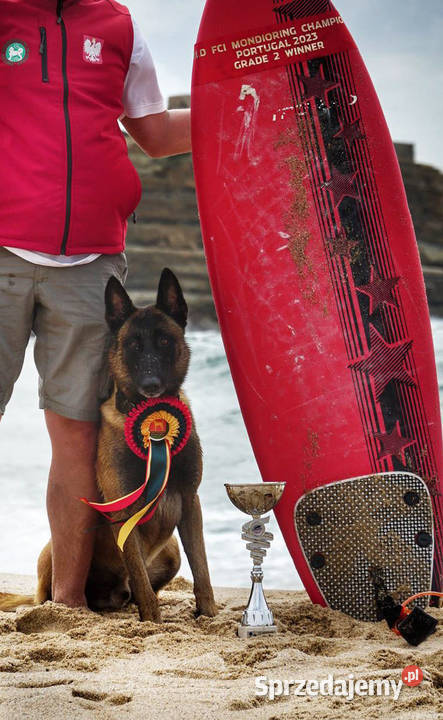 Owczarek Belgijski Malinois FCIZKWP Lubnów