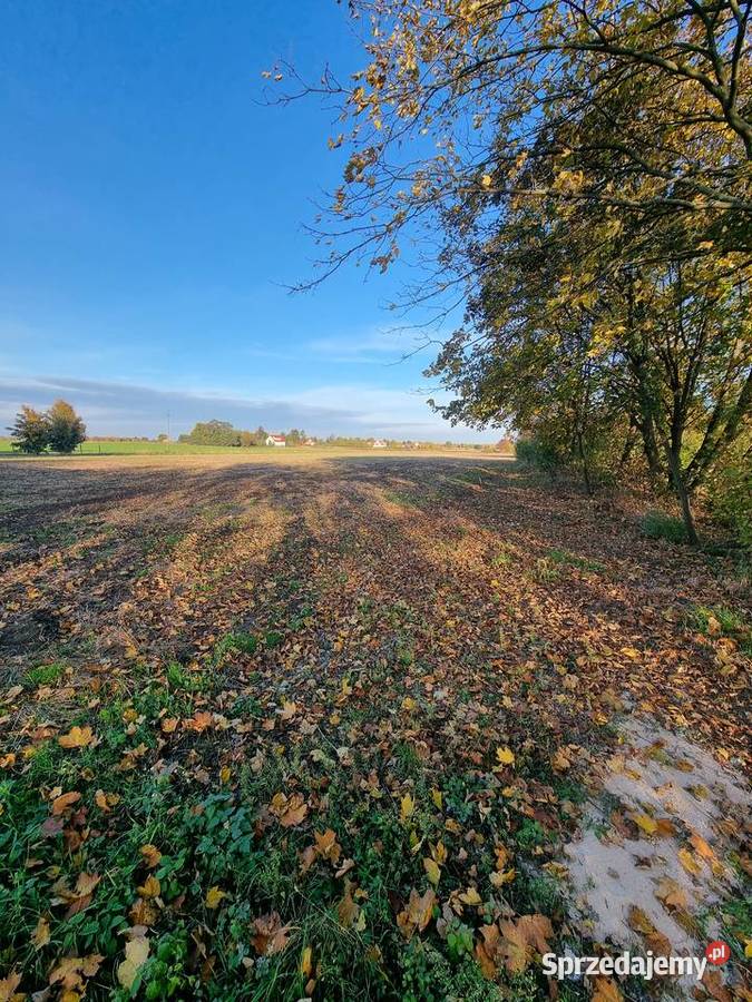 Ziemia rolna 250m Sprzedaż Kroczewo
