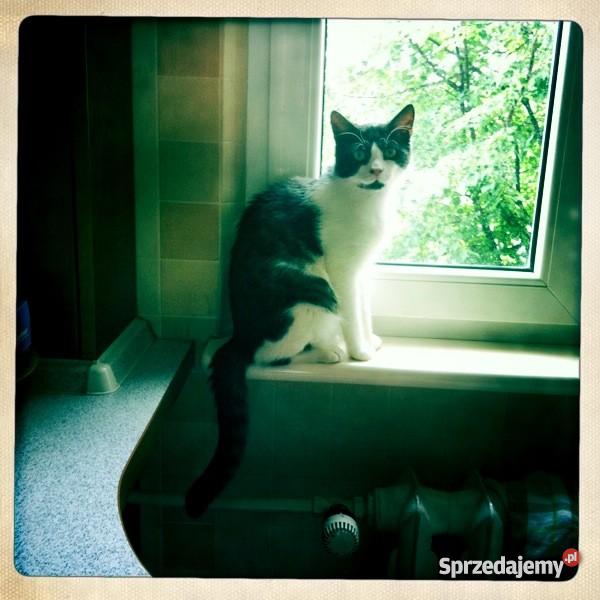 ŁOWCA MYSZ ZADBA O TWÓJ DOM Zwierzęta Rybnik